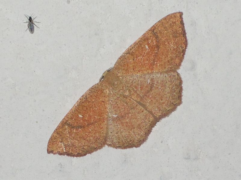 Cyclophora (Cyclophora) ruficiliaria, Geometridae